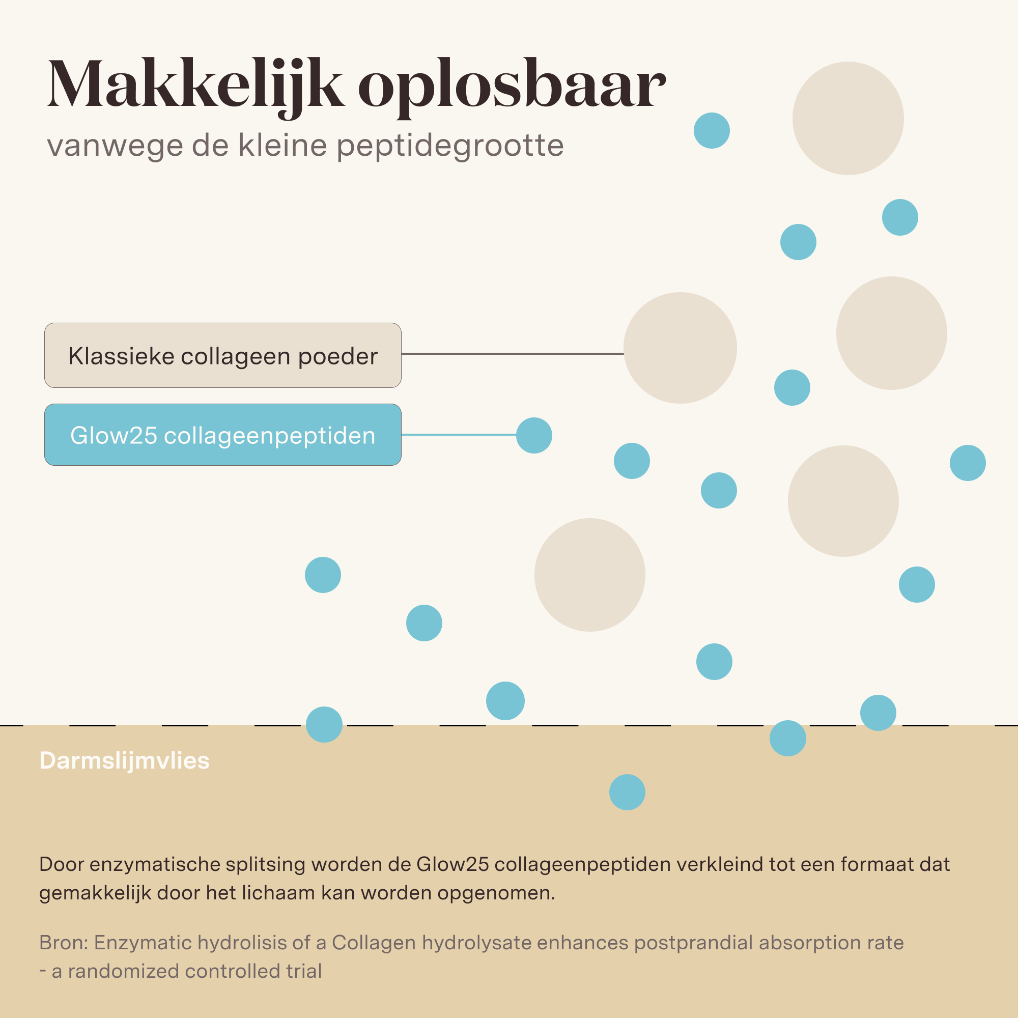 Informatietekst over de makkelijke oplosbaarheid van Glow25 Collagen Marine in warme en koude dranken door kleine peptidegrootte.