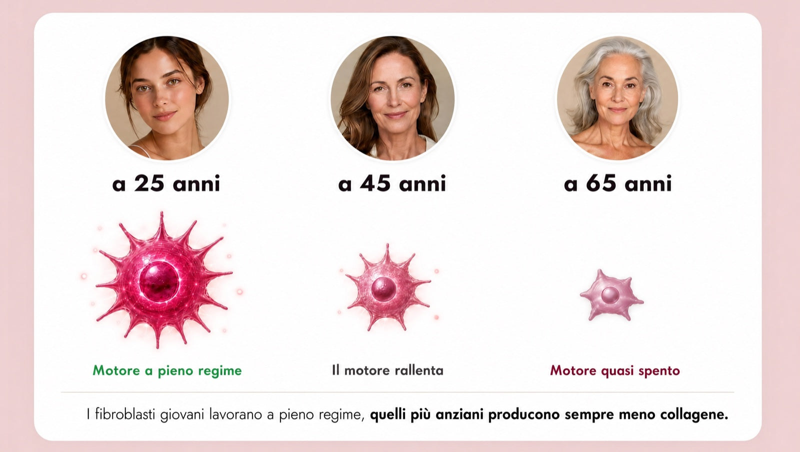 Fibroblasten (dein motore del collagene) mit 25, 45 und 65 Jahren: Junge arbeiten auf Hochtouren, &auml;ltere produzieren immer weniger Kollagen.