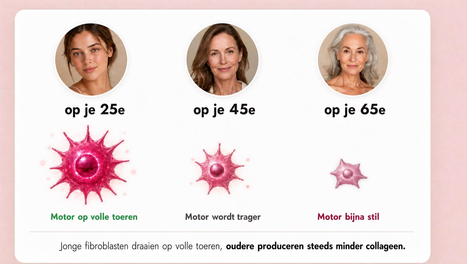 Fibroblasten (dein collageen-motor) mit 25, 45 und 65 Jahren: Junge arbeiten auf Hochtouren, &auml;ltere produzieren immer weniger Kollagen.