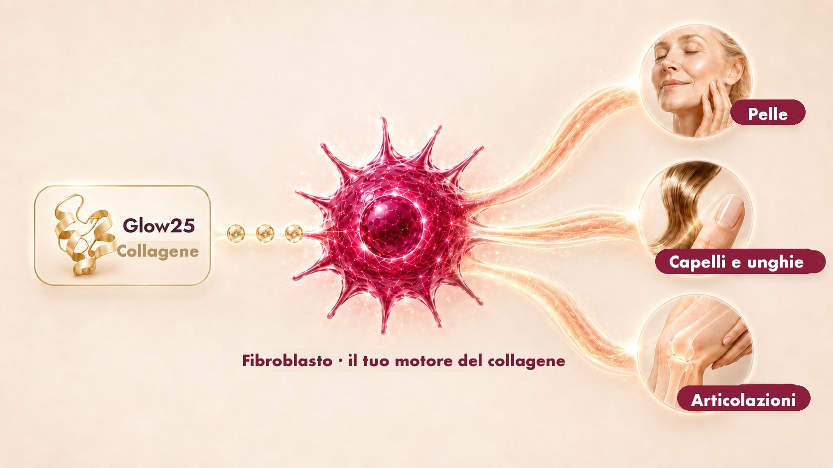 Collagene Glow25 kommt zum Fibroblasten, der daraus Kollagen f&uuml;r Haut, Haare, N&auml;gel und Gelenke bildet.